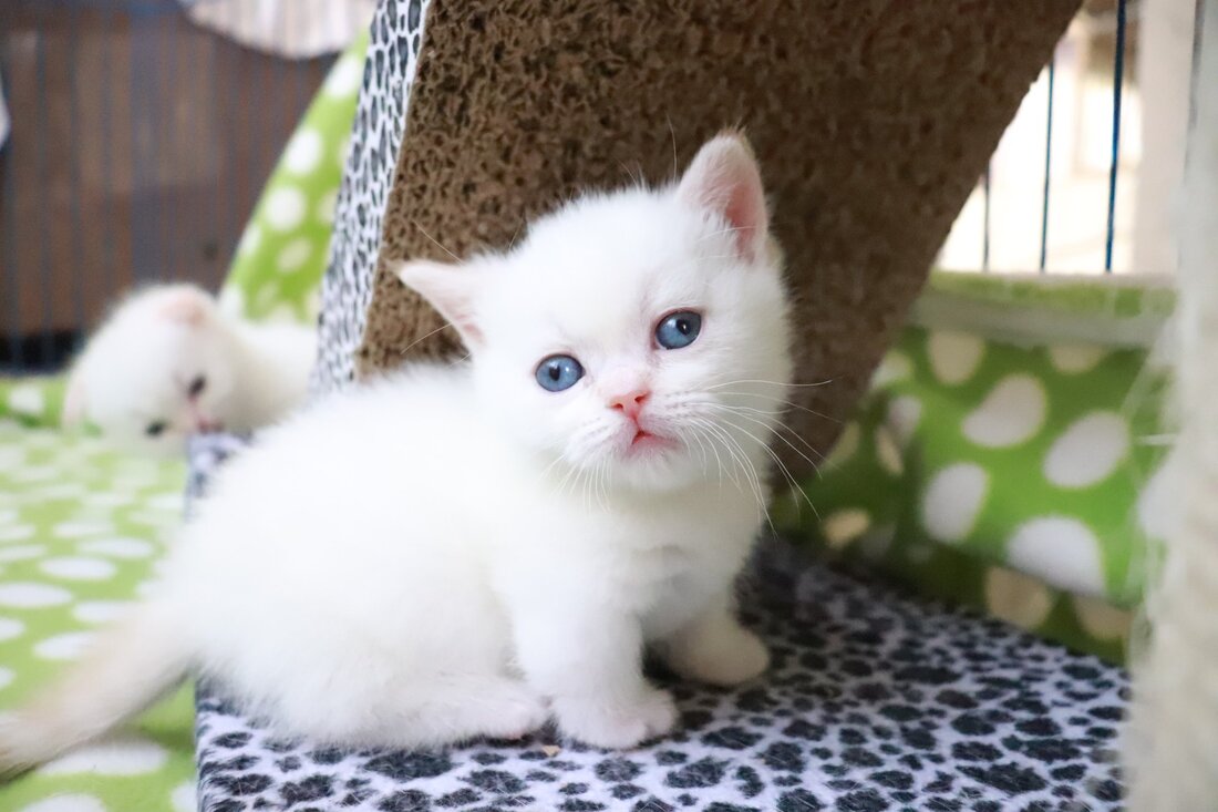 mini cats for sale