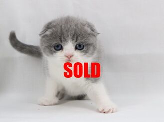 long haired munchkin kittens for sale