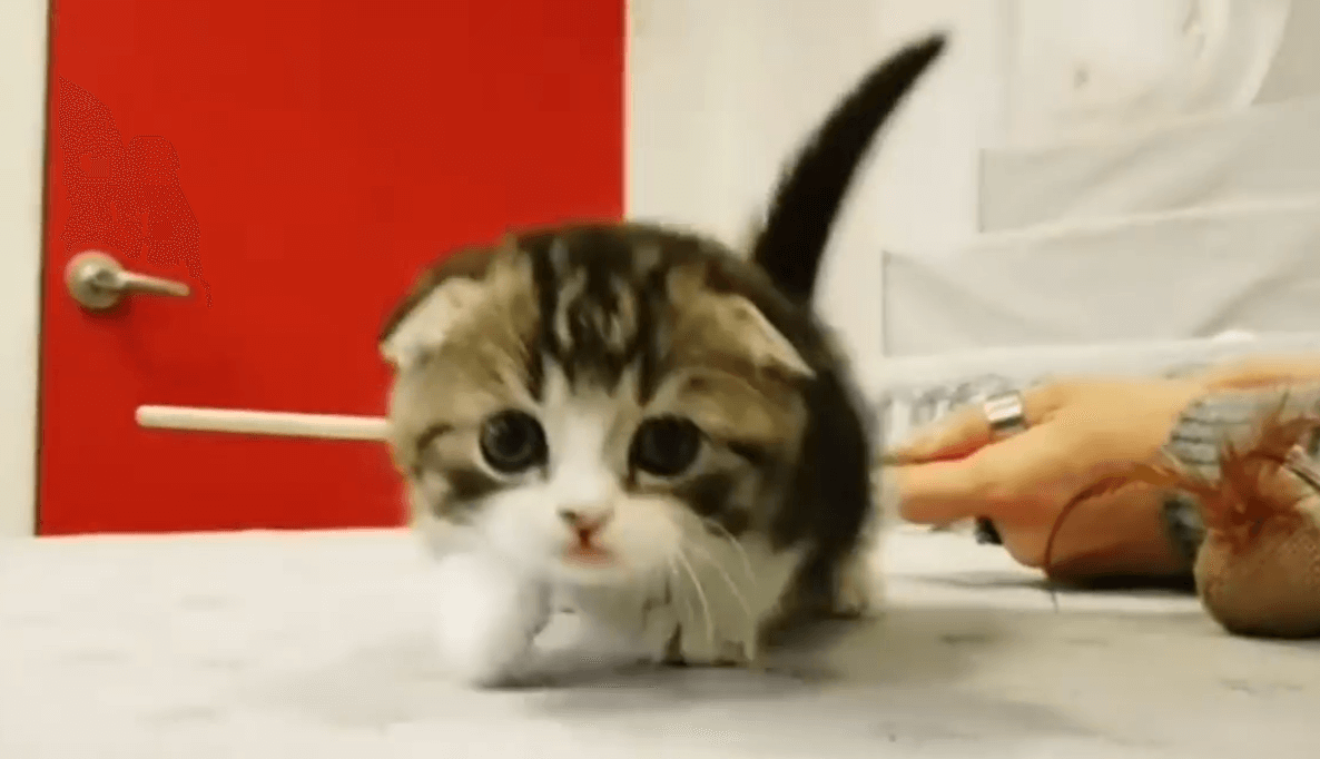 calico kittens for sale craigslist